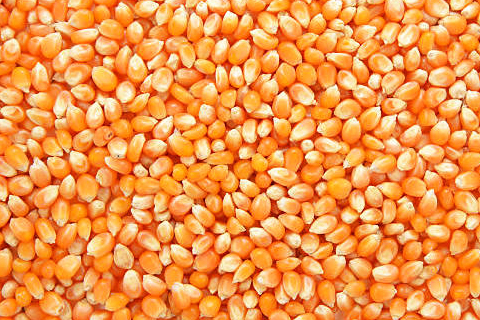Lentils