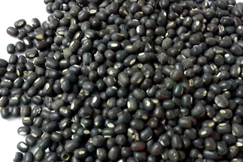 Urad